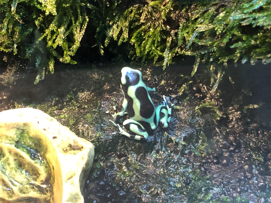 ブルーのマダラヤドクガエル
