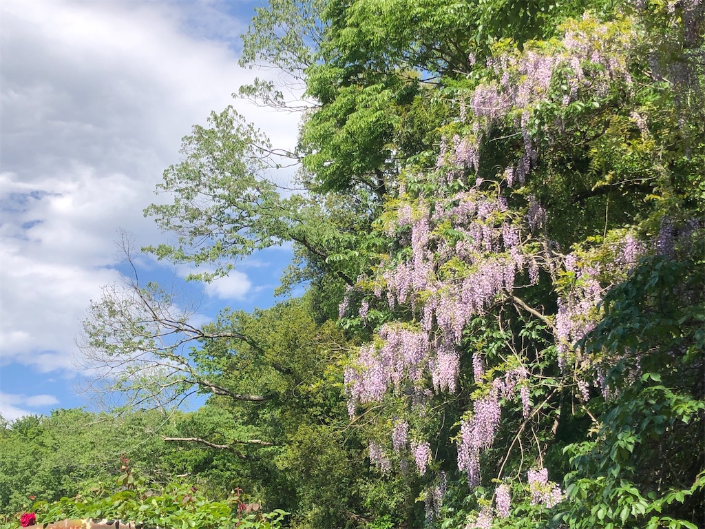 藤の花