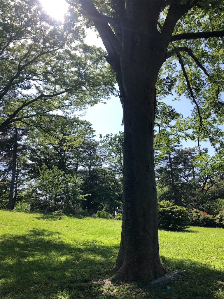 巨樹