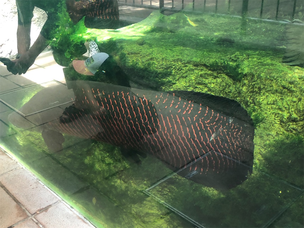 ピラルクー大水槽