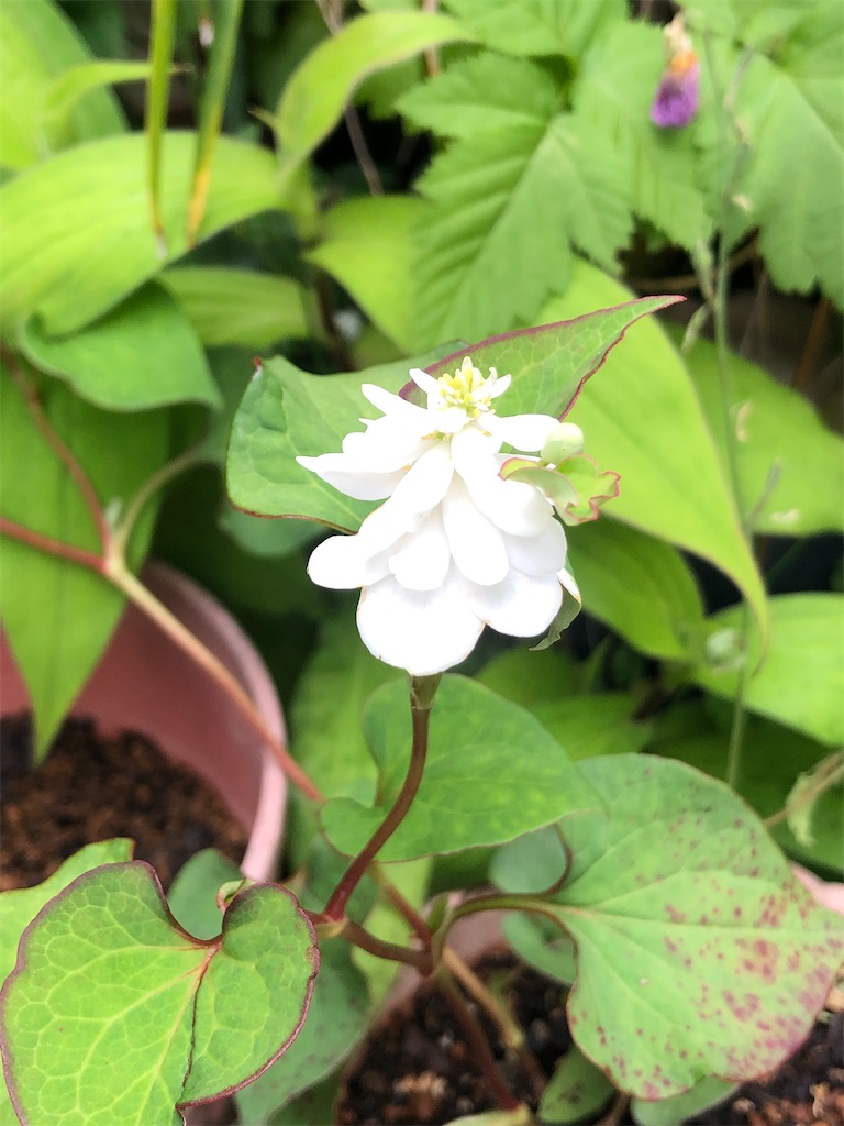 八重咲きのドクダミの花