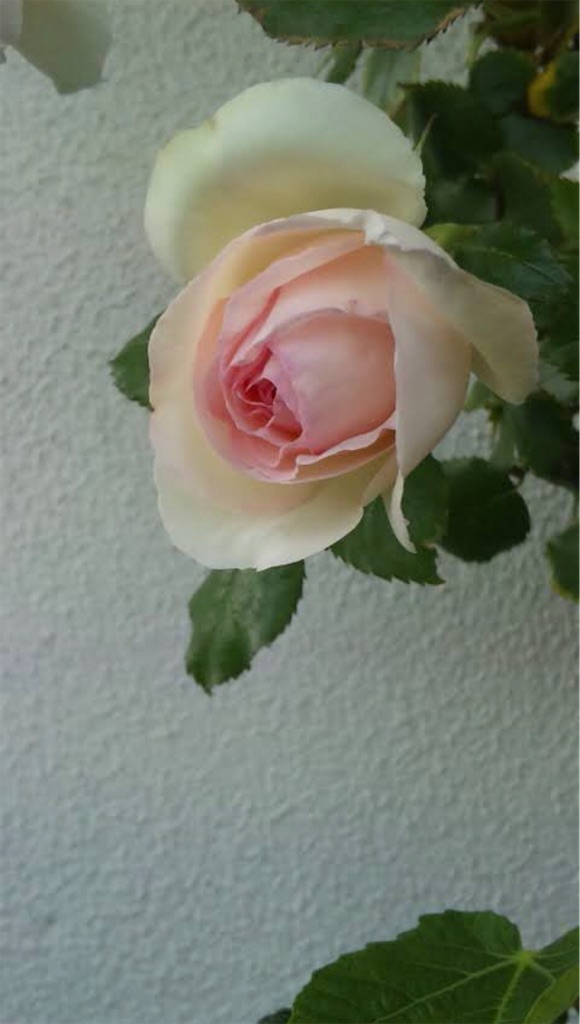 f:id:nekosippona:20250626160556j:image