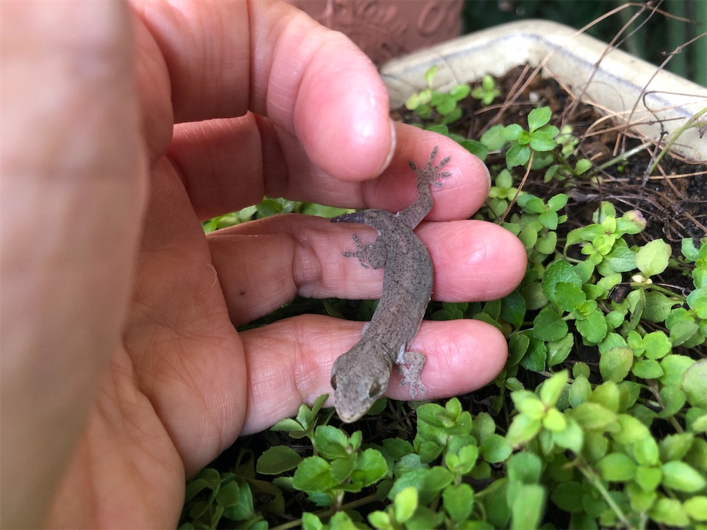 赤ちゃんヤモリ