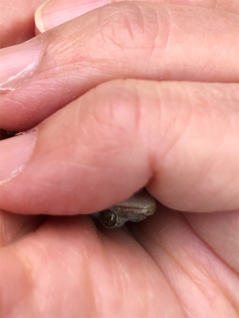 赤ちゃんヤモリ