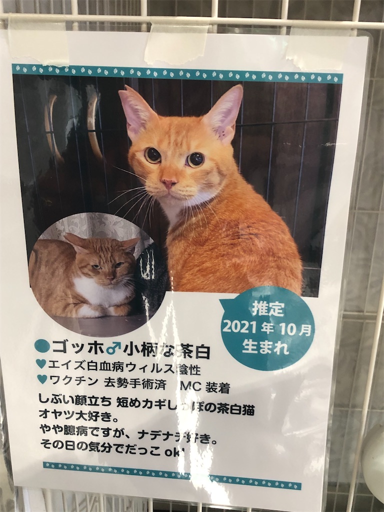 ゴッホちゃんプロフィール