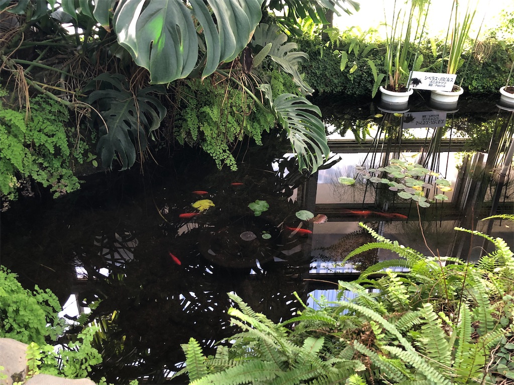 大温室の池