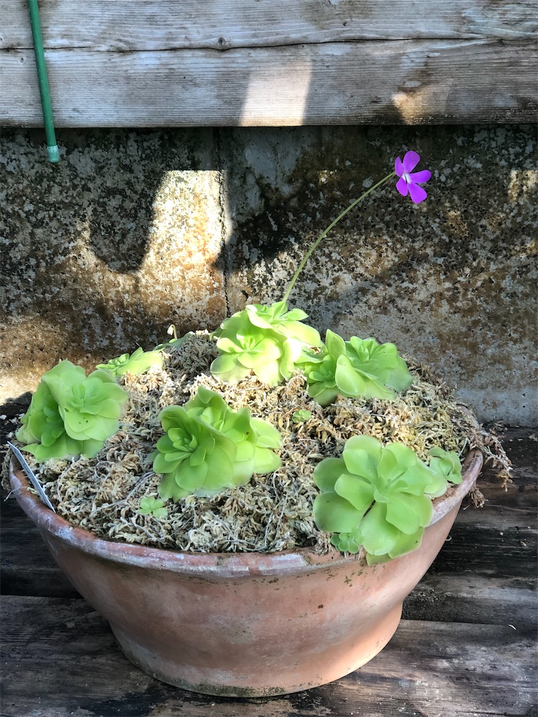 大温室の可愛い花
