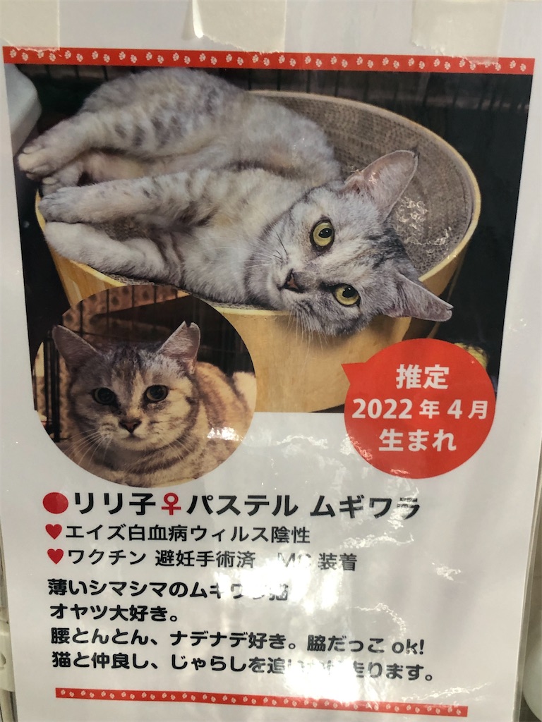 リリちゃんプロフィール