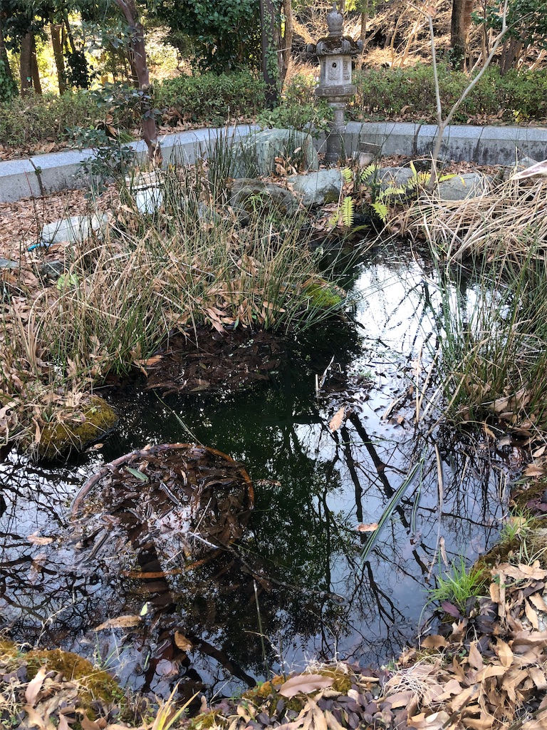 植物園前の小さな池