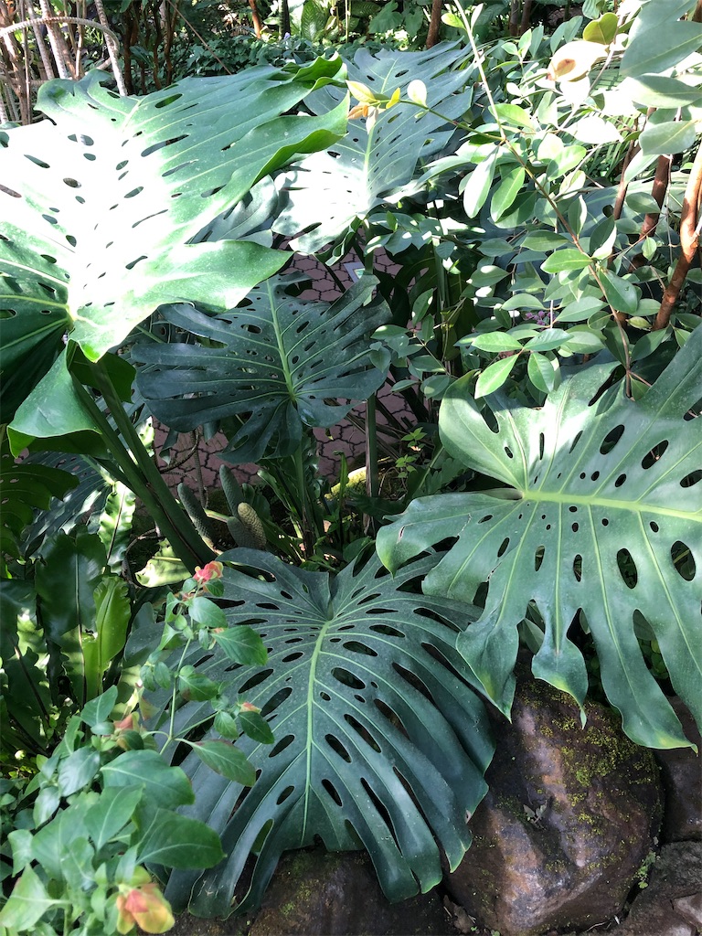 熱帯植物