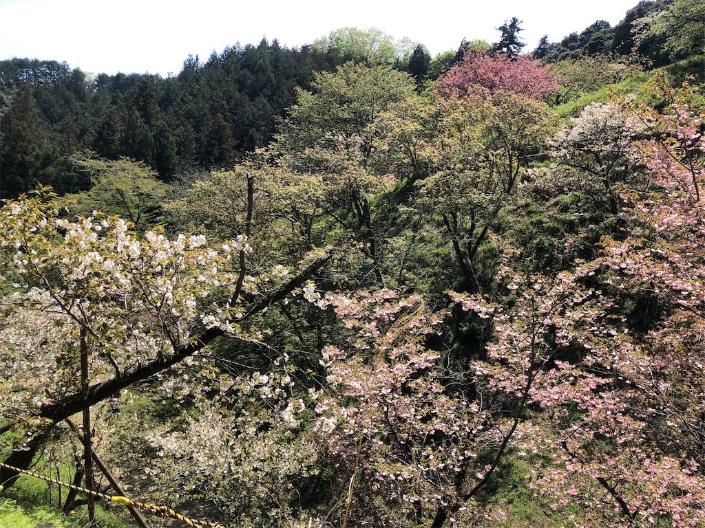 桜の花