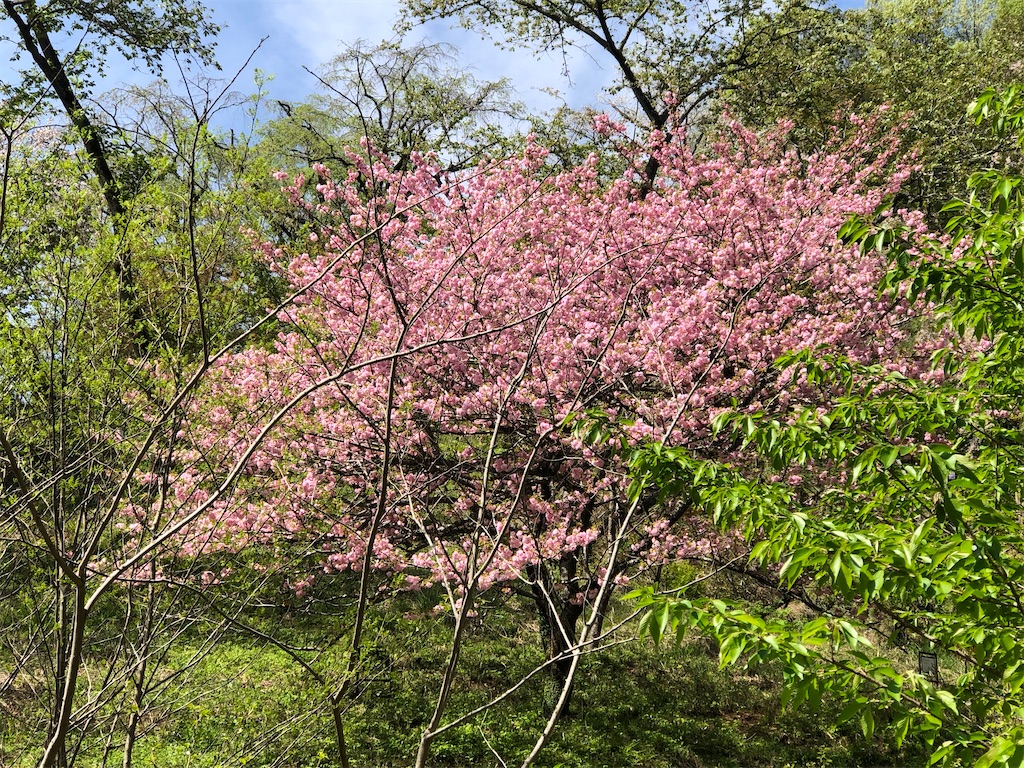 桜の花