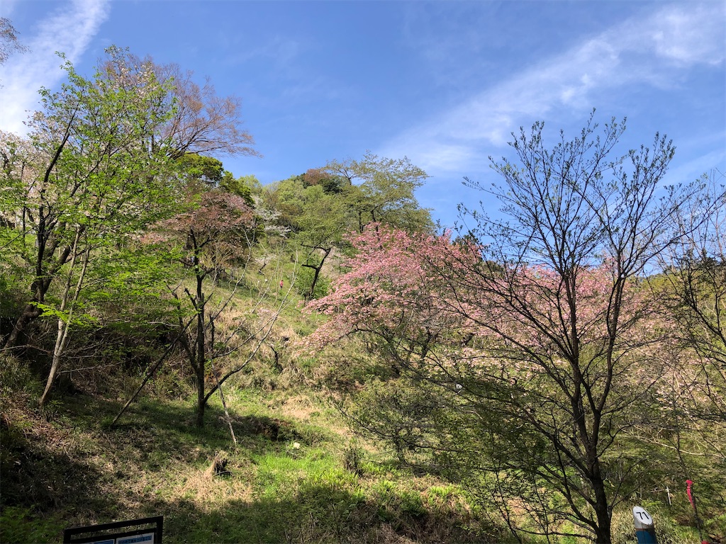 桜の花