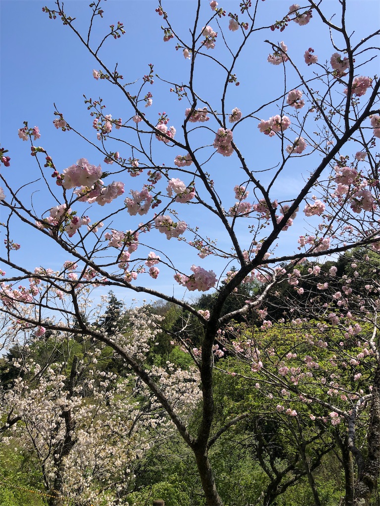 桜の花