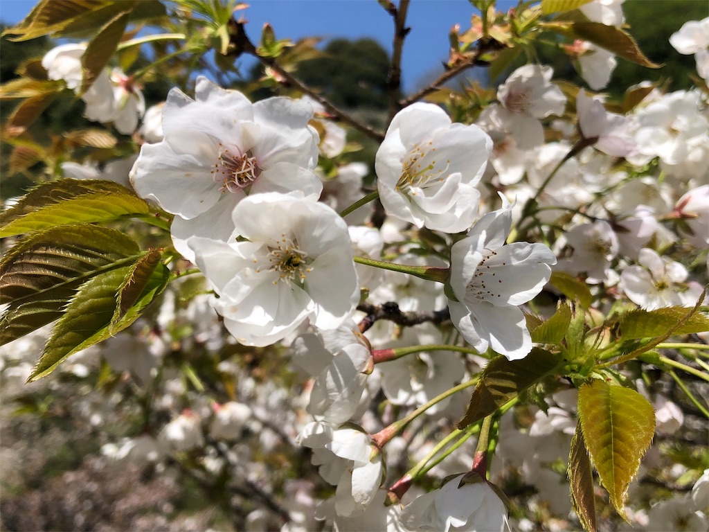 桜の花