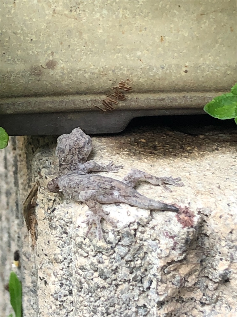 謎の生き物