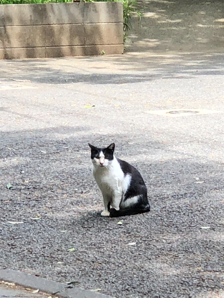 白黒猫