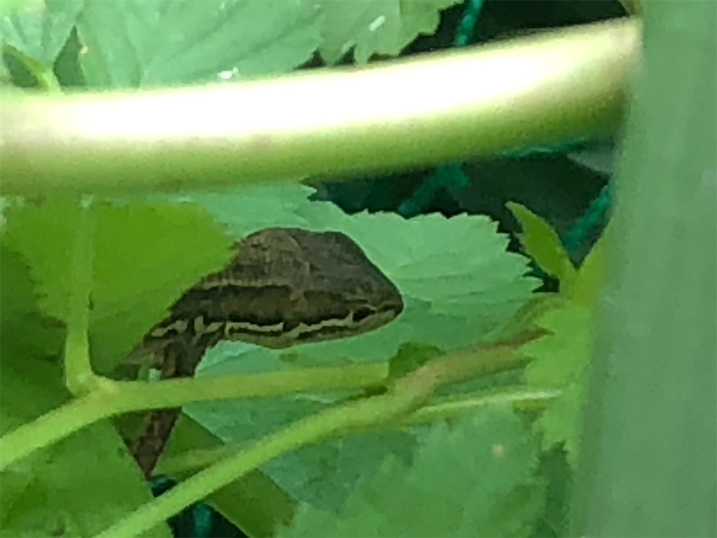 ニホンカナヘビ