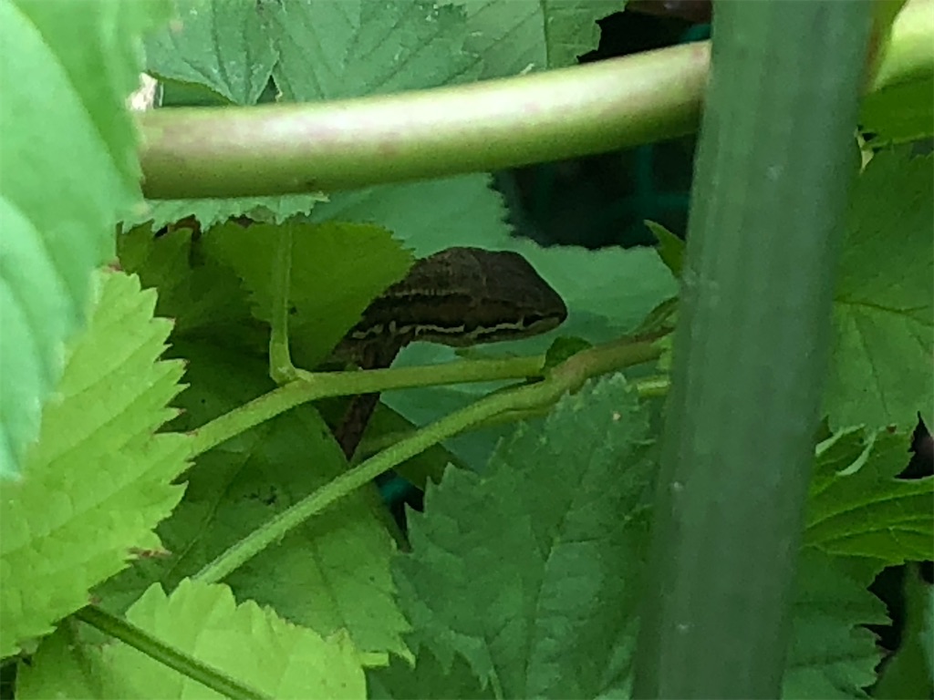 ニホンカナヘビ