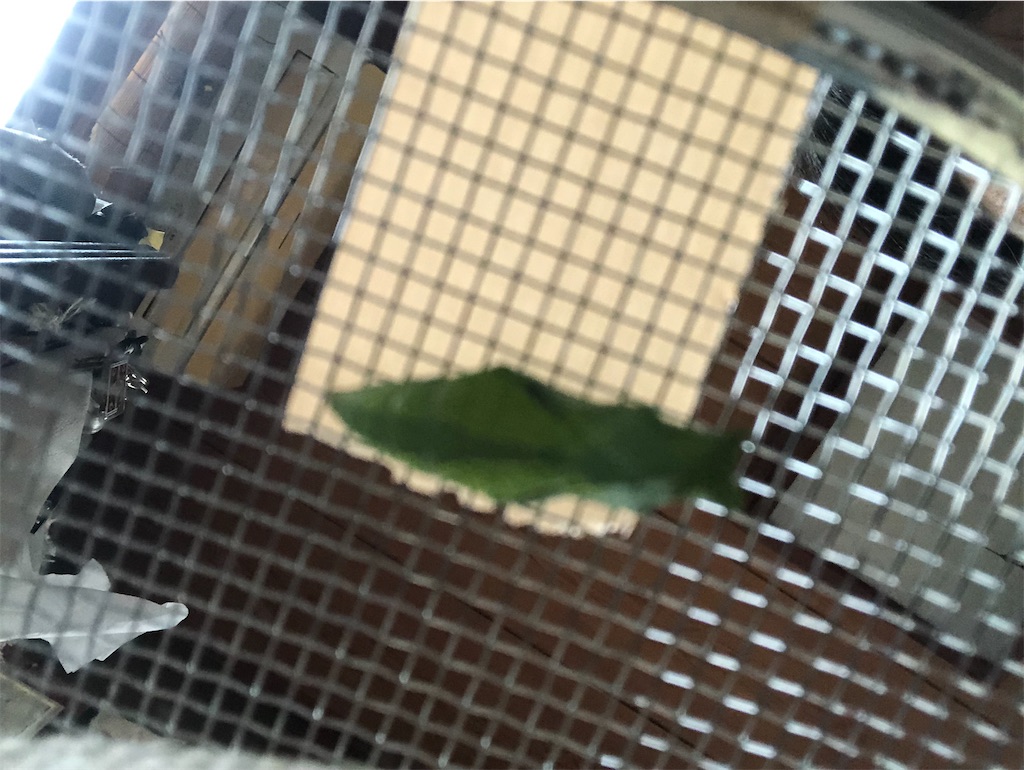 金網でサナギになった