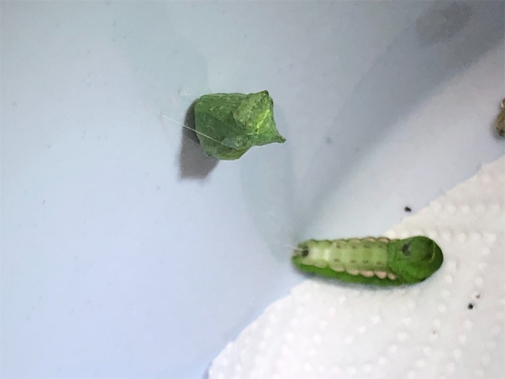 最後の４匹目は、バケツの壁から落ちていました。