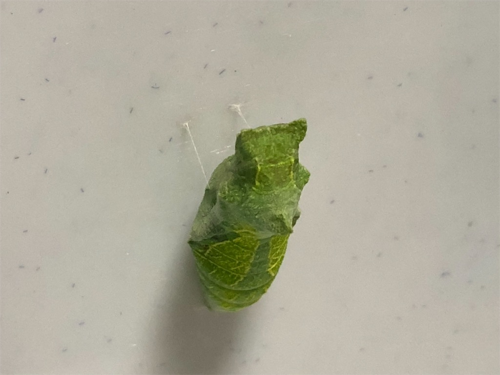 バケツのツルツルした面で蛹化。