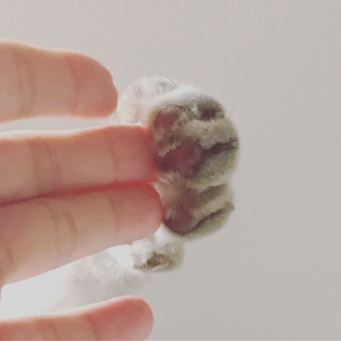 転載 首輪する しない 決められないあなたに 東京 西荻窪 猫用首輪 猫雑貨の店 ネコソダテ ブログ