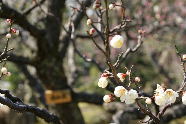 f:id:nekosogiradical:20150315232234j:image f:id:nekosogiradical:20150315232234j:image