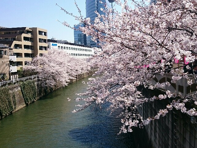 f:id:nekosogiradical:20150331230810j:image