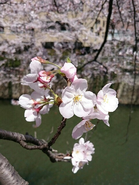 f:id:nekosogiradical:20150331230811j:image