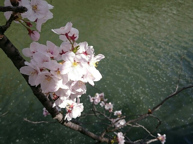 f:id:nekosogiradical:20150331230812j:image