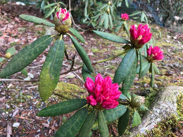 f:id:nekota51:20200319070549j:plain