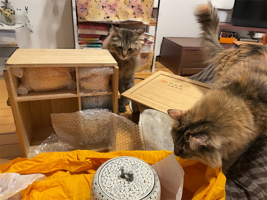 f:id:nekotochaji:20230221112911j:image