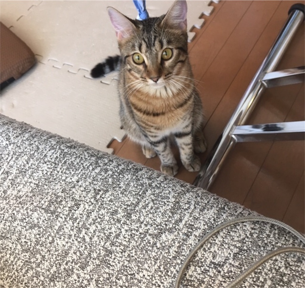 f:id:nekotokoban:20191013122408j:image f:id:nekotokoban:20191013122408j:image