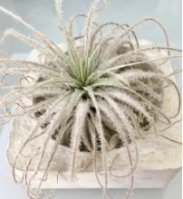 すべての美しい花の画像 ベスト50 エアプランツ 根元 茶色