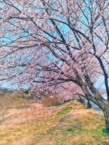 桜 2