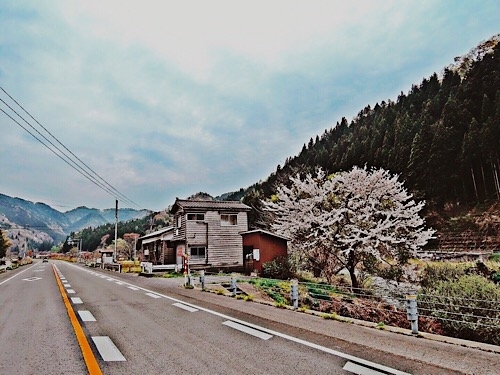 鶴岡の桜かな 2