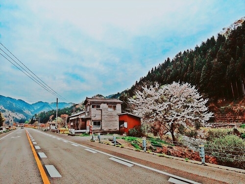 鶴岡の桜かな 1