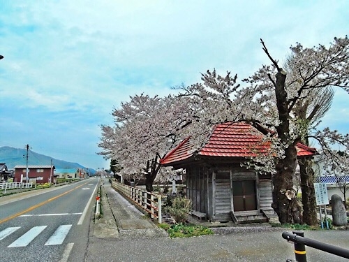 鶴岡市の桜 20190609c