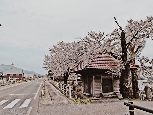 鶴岡市の桜 20190609b