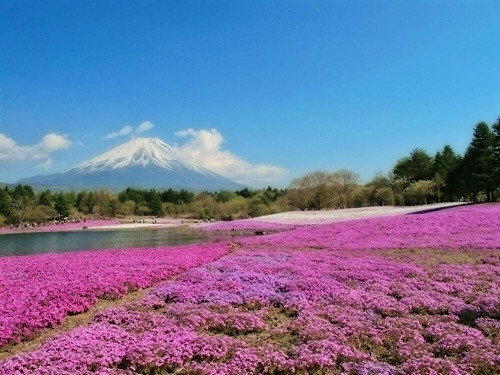 富士山と芝桜 20190604