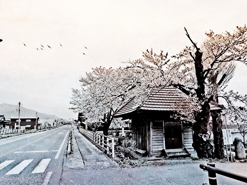 鶴岡市の桜 20190609a