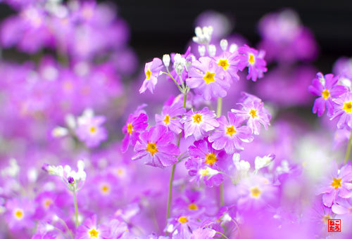 DSC_1864_edited-2.jpg