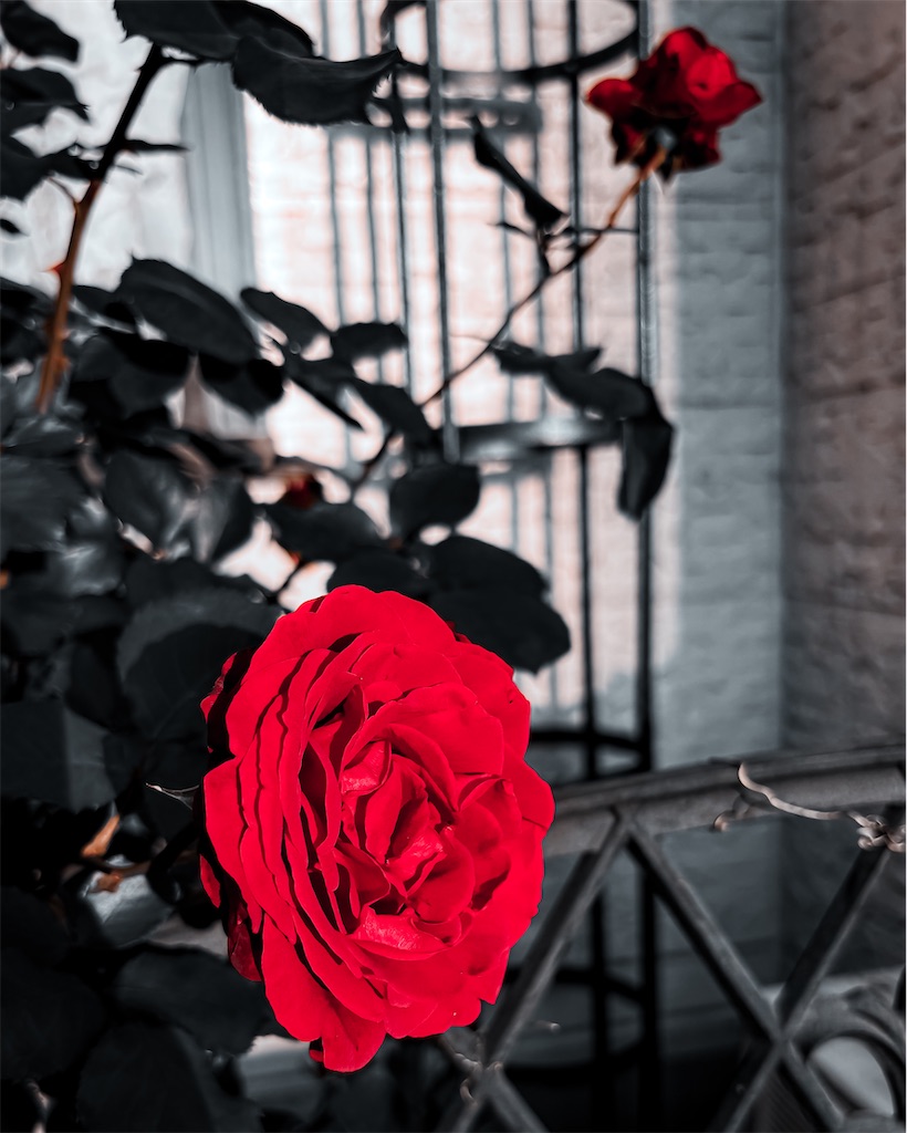 f:id:nekoway:20260817043043j:image