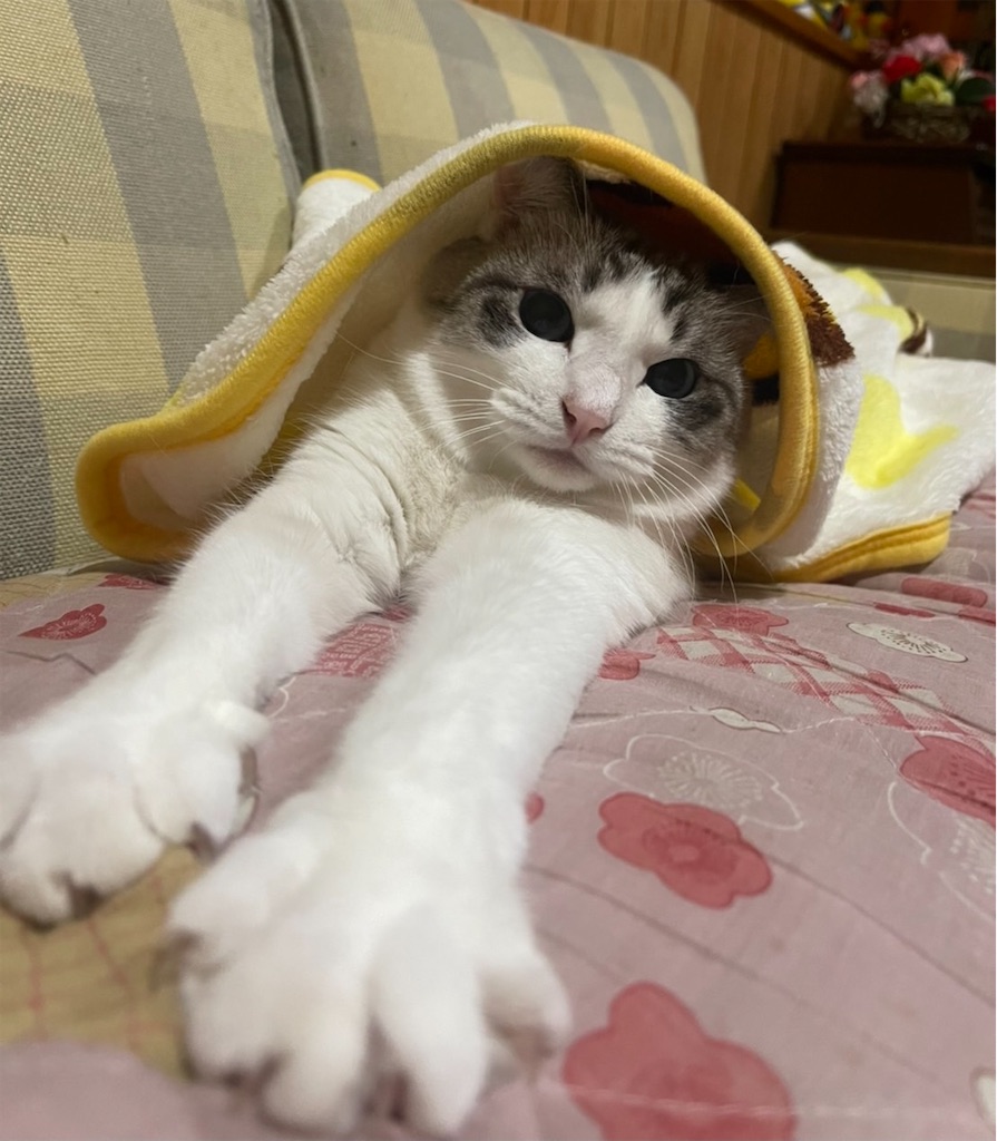 f:id:nekoya_sad:20211102100944j:image