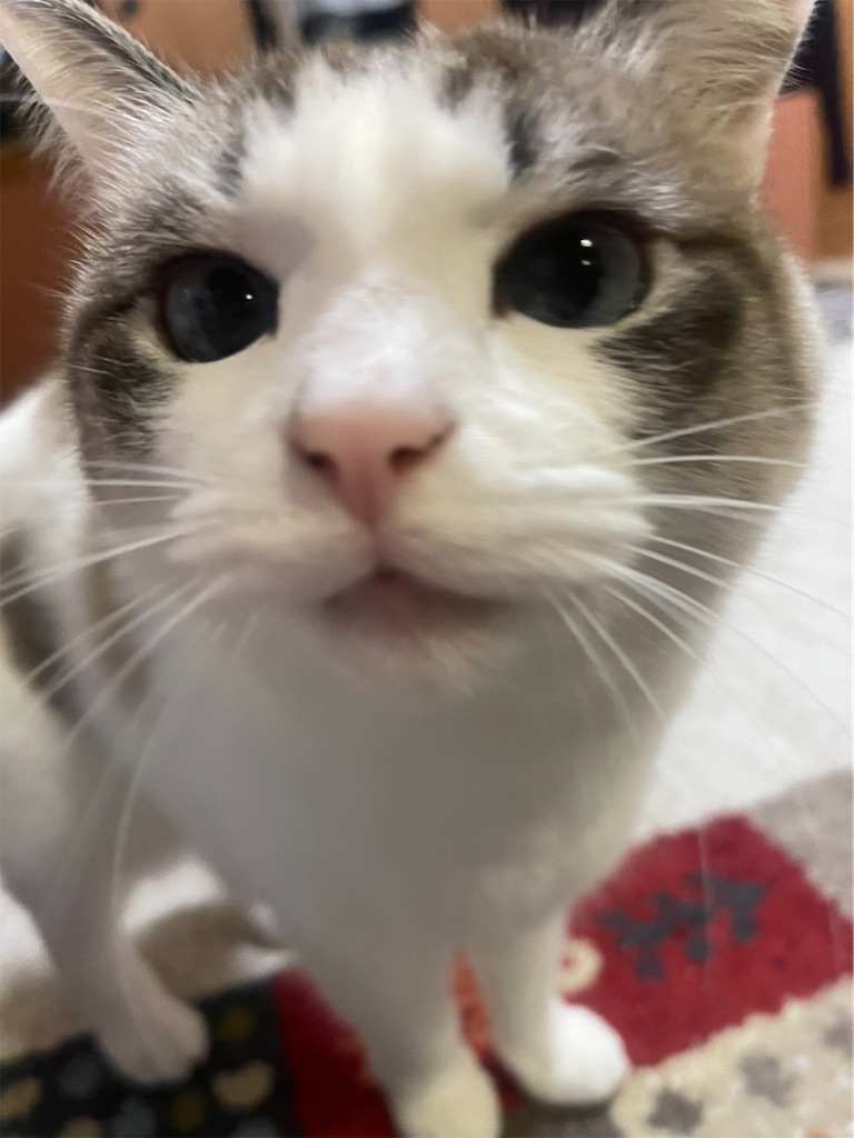 f:id:nekoya_sad:20211106150001j:image