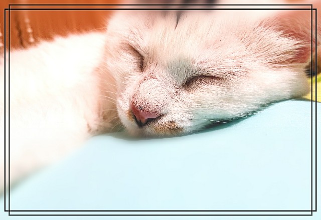 f:id:nekoyado47:20190814223516j:image f:id:nekoyado47:20190814223516j:image