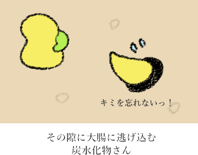 炭水化物か分解から逃れる図 炭水化物か分解から逃れる図