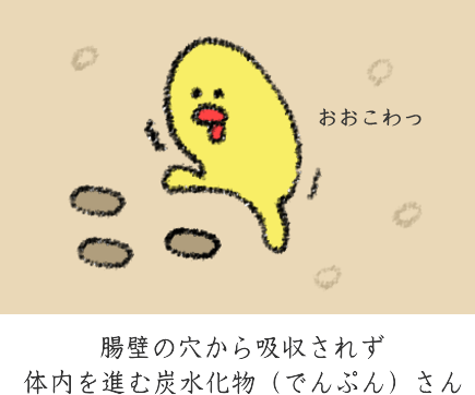 炭水化物の吸収 炭水化物の吸収