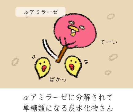 αアミラーゼによる分解 αアミラーゼによる分解
